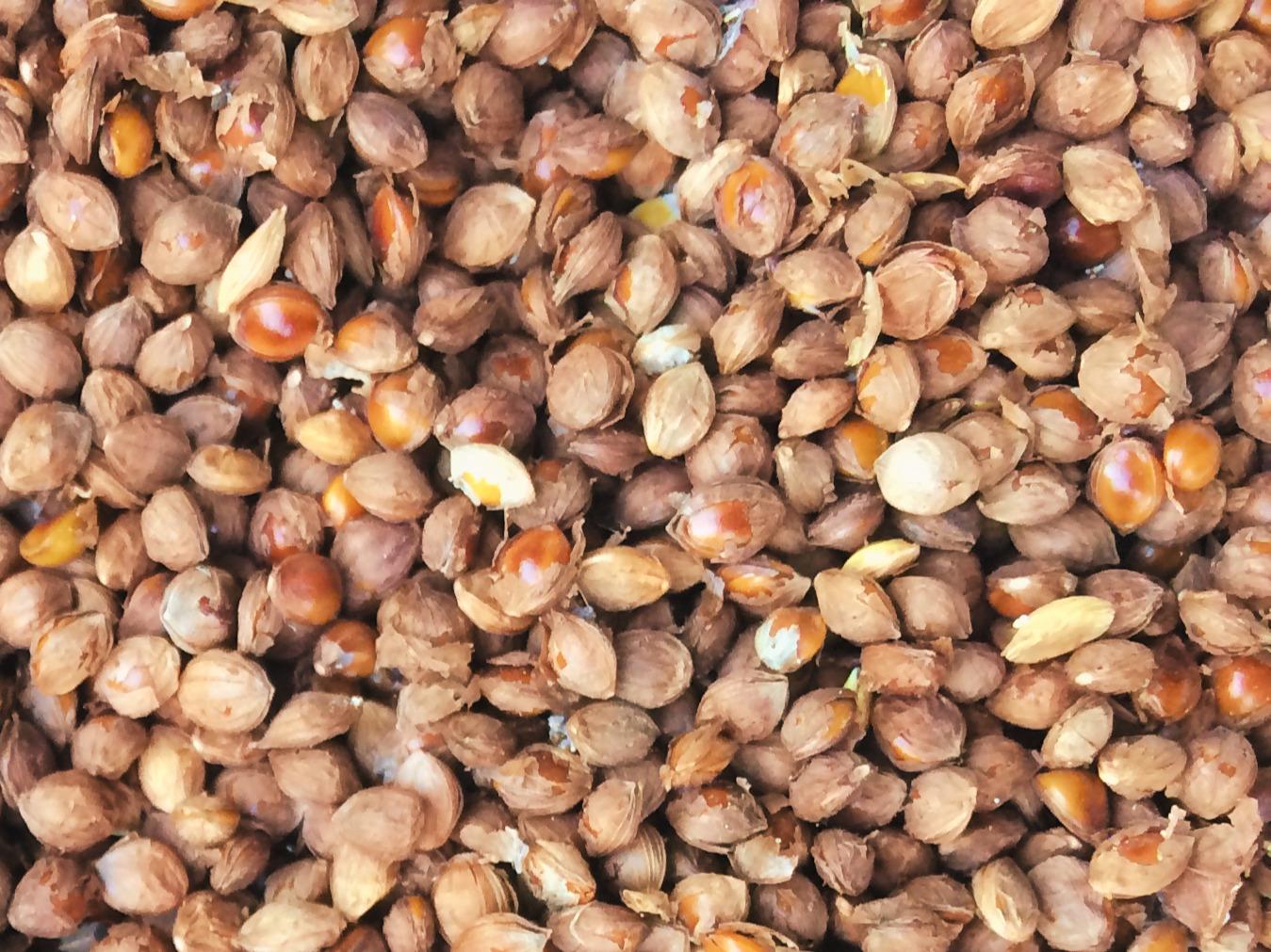 Varagu